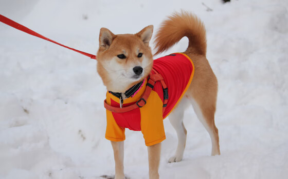 “德甲争冠集团压力剧增,场面火爆”,德甲冠军数排名
