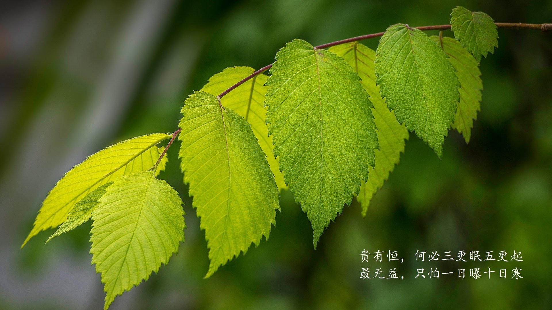 意甲本轮：拉齐奥客场获胜，继续冲击欧冠，意甲拉齐奥新闻
