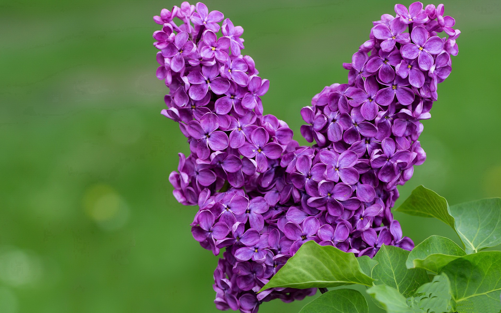 FlyQuest新阵容表现强劲，fly新fmvp