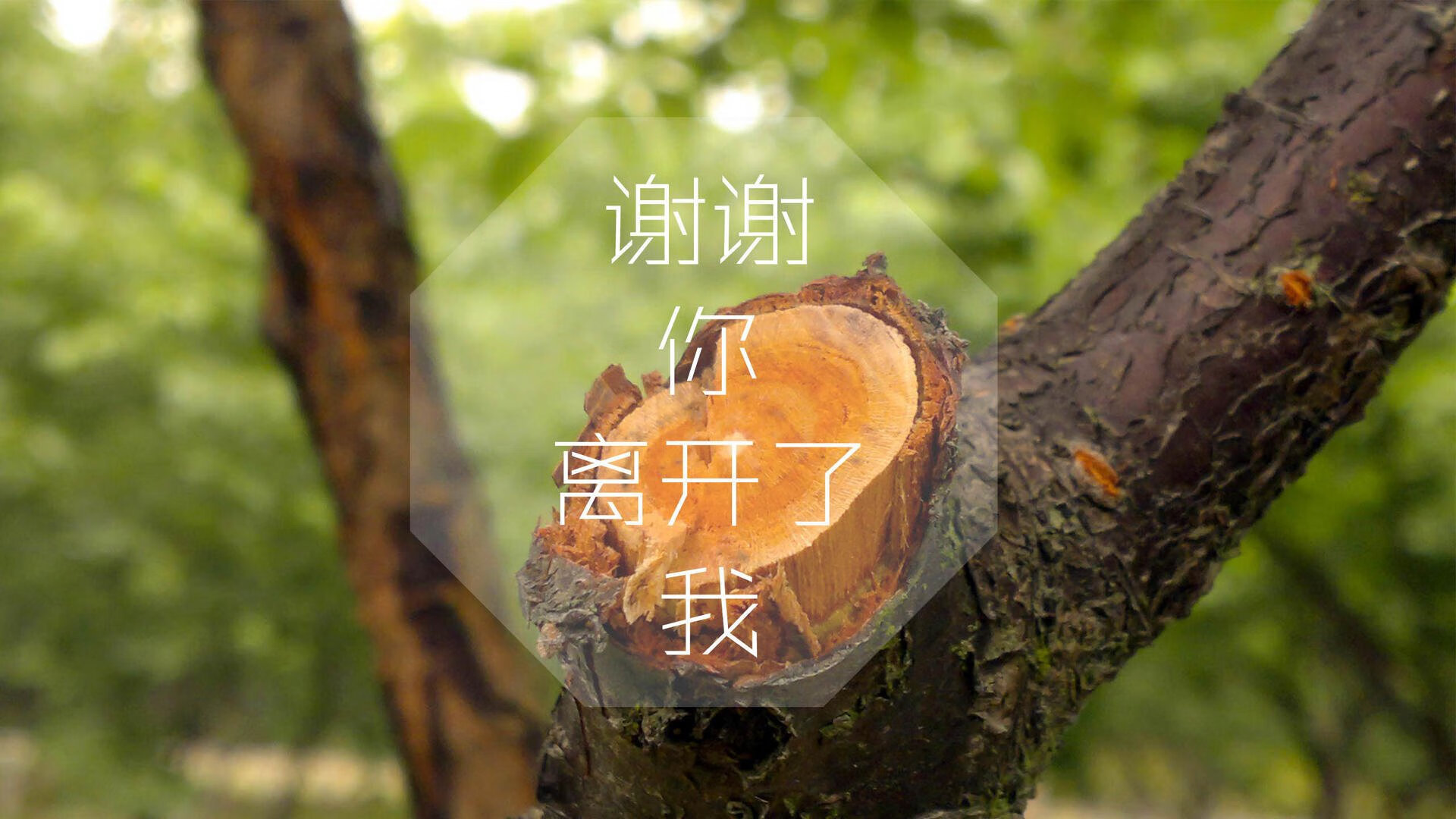 凯尔特人队持续保持高水准表现，积极备战，凯尔特人队怎么样