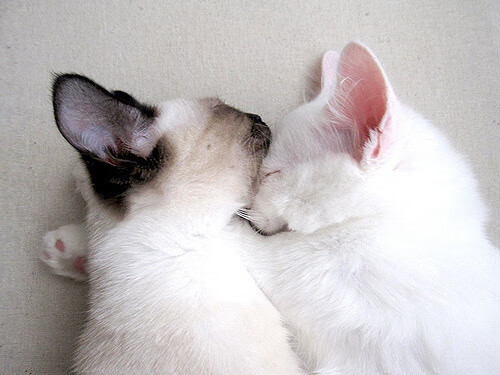 2025世俱杯赛程表比赛时间-千叶喷射机核心球员发挥稳定，日本千叶喷气机篮球队