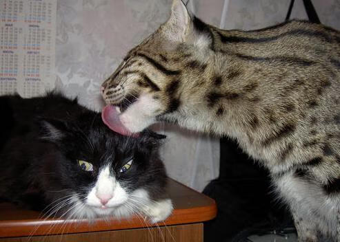 2024年埃及队在世界杯赛场上的突破与创新，埃及世界杯预选赛