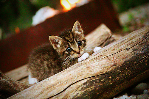 中国女篮赛后团队总结 不断优化策略,中国女篮参赛队员