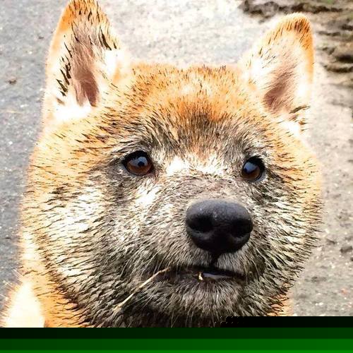 中国男篮加快攻守节奏 适应国际比赛需求，中国男篮打篮球