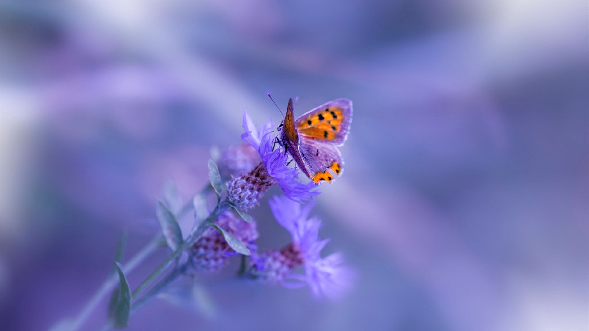 世俱杯足球赛事在线直播-中国男篮提升体能训练效果显著，为提高男篮大赛成绩,给中国男篮支招,切实可行的建议!