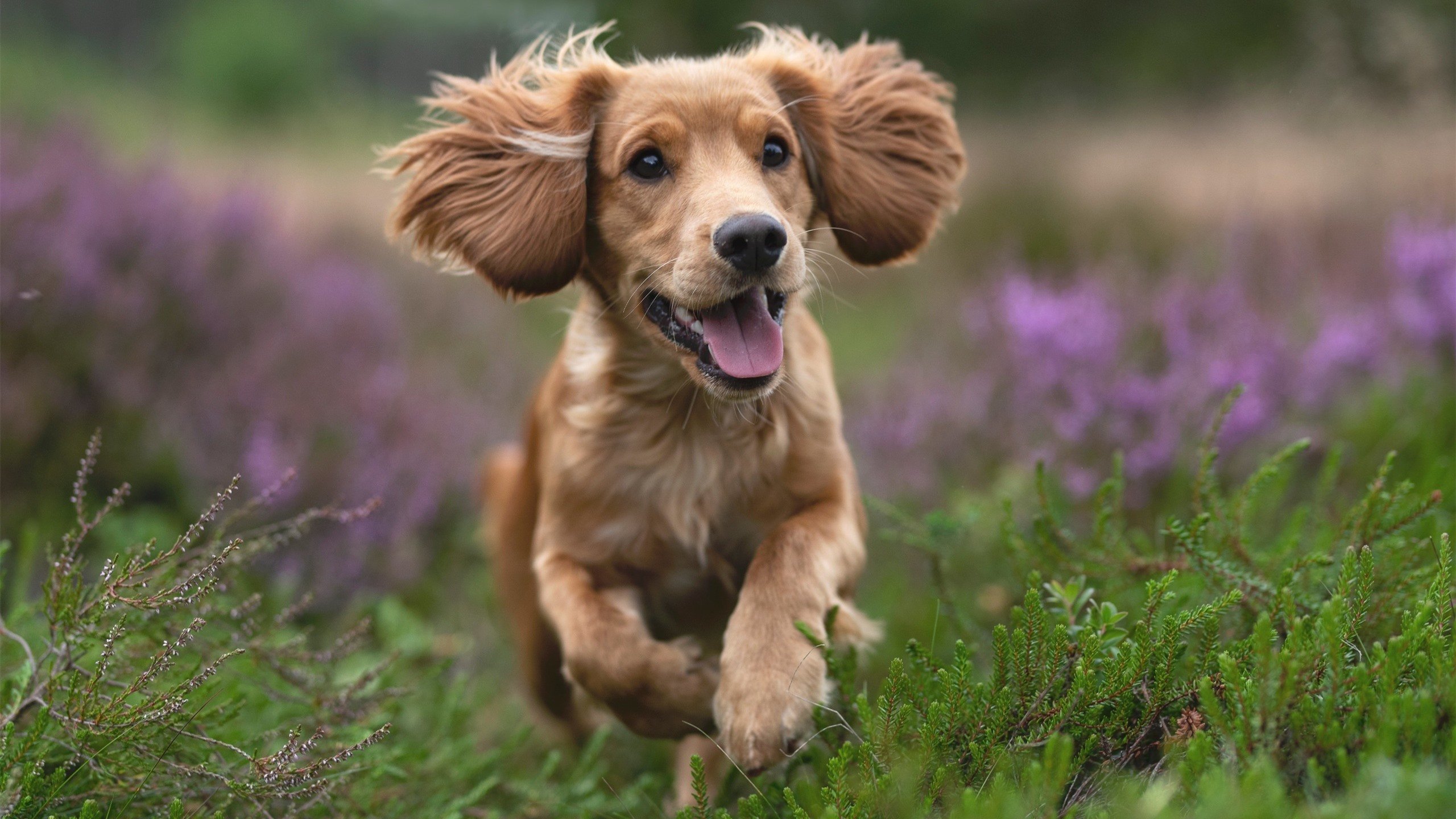 五大联赛进球总数是否受到天气因素微妙干扰，五大联赛进球率