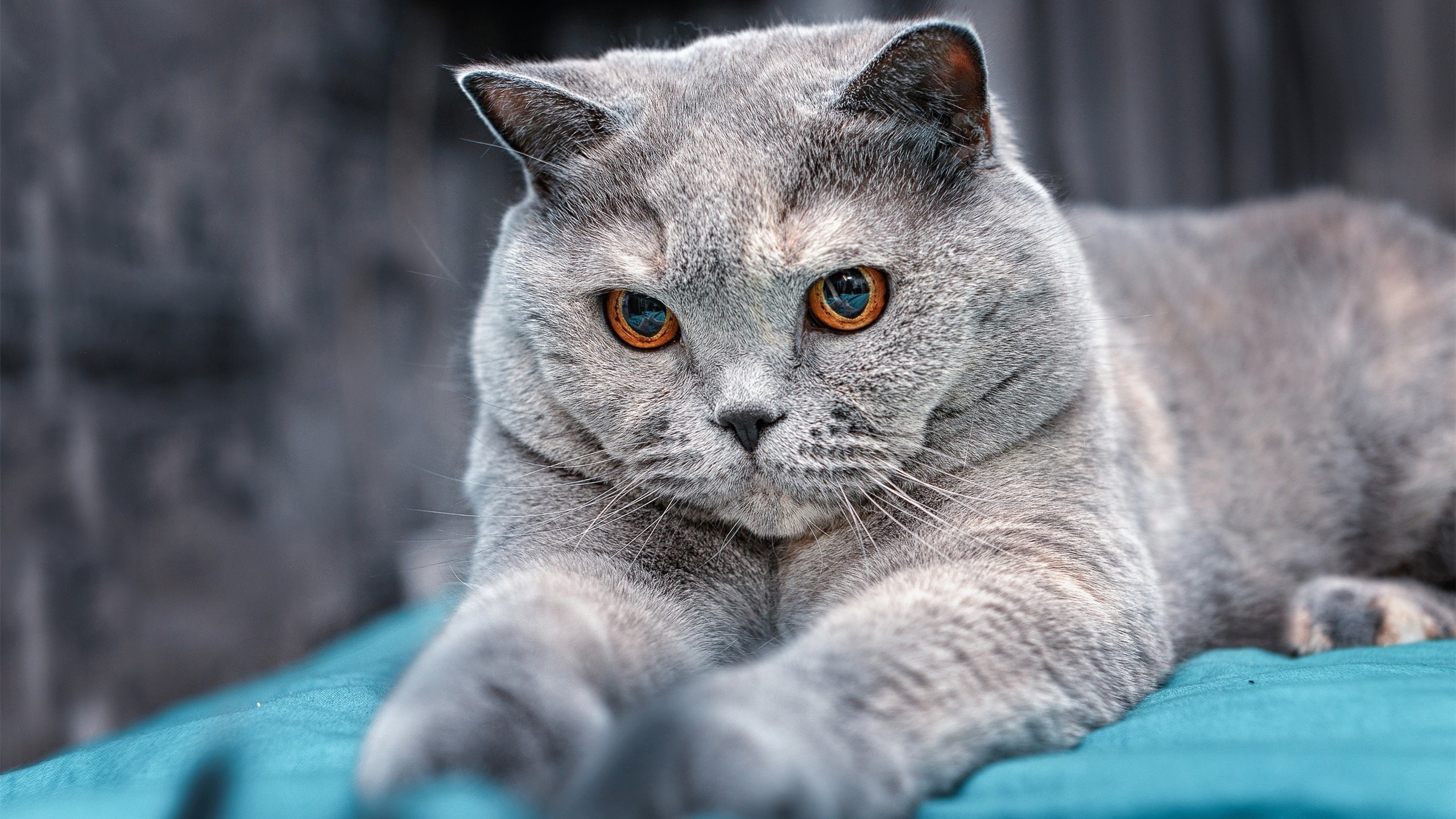 体育新闻中心主办体育文化数字传播创新论坛，我国体育产业数字化转型研究